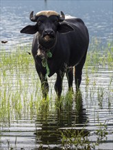 Water buffalo (Bubalus arnee) in the lake, Sri Lanka, Asia