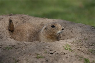 Black-tailed prairie dog (Cynomys ludovicianus) adult animal emerging from its burrow, England,