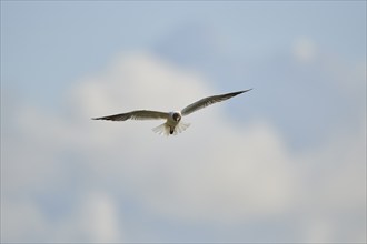 Black-headed gull (Chroicocephalus ridibundus) flying in the sky, Camargue, France, Europe