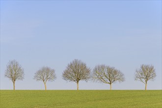 Deciduous trees, row of trees in a green field, blue sky, North Rhine-Westphalia, Germany, Europe