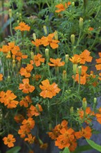 Orange Marigold (Tagetes) in summer, Quebec, Canada, North America