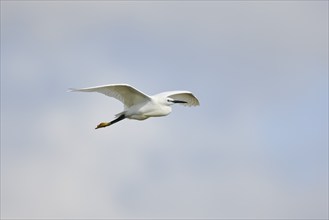 Great egret (Ardea alba) flying in the sky, Camargue, France, Europe