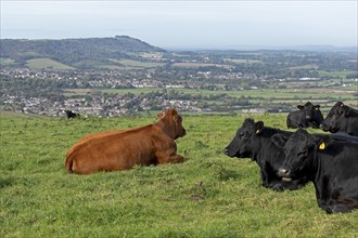 Cattle on a pasture, Truleigh Hill, Shoreham by Sea, South Downs, West Sussex, England, Great