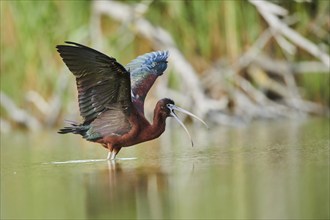 Glossy ibis (Plegadis falcinellus) cleaning its feathers in the water shaking its wings, Camargue,