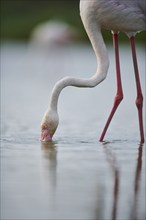 Greater Flamingo (Phoenicopterus roseus) standing in the water, portrait, Parc Naturel Regional de