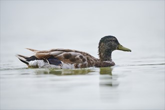 Wild duck (Anas platyrhynchos) swimming in the water, Camargue, France, Europe