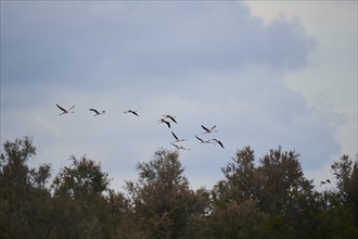 Greater Flamingos (Phoenicopterus roseus), flying in the sky at sunset, Parc Naturel Regional de