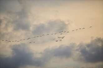 Greater Flamingos (Phoenicopterus roseus), flying in the sky at sunset, Parc Naturel Regional de