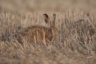 European brown hare (Lepus europaeus) adult animal feeding on a wheat sheath in a farmland stubble