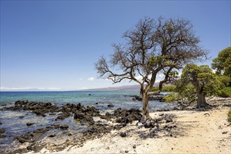 Holohokai Beach Park, Puako, Big Island, Hawaii, USA, North America