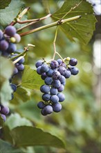 Grape vine (Vitis vinifera)