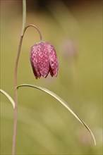 Snake's head fritillary (Fritillaria meleagris), in a meadow, Wilden, North Rhine-Westphalia,