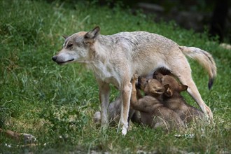 Timber Wolf (Canis lupus), cubs suckling, summer, captive, Germany, Europe