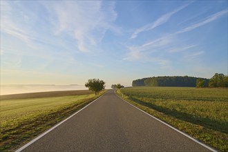 Road, Field, Fruit tree, Forest, Morning, Altertheim, Würzburg, Bavaria, Germany, Europe