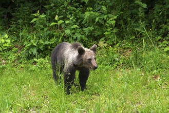 Adult European brown bear (Ursus arctos arctos), Transylvania, Carpathians, Romania, Europe