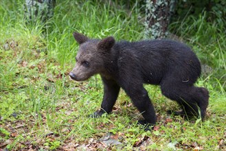 European brown bear (Ursus arctos arctos), young, Transylvania, Carpathians, Romania, Europe