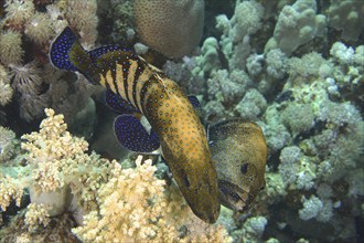 Pair of bluespotted grouper (Cephalopholis argus) courting, mating, dive site House Reef, Mangrove