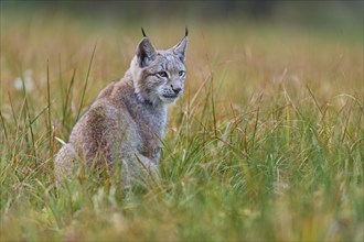 Eurasian lynx (Lynx lynx), in meadow