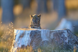 Indian leopard (Panthera pardus fusca), young animal on tree trunk in forest