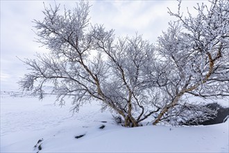 Iced bog birch (Betula pubescens) near Lake Myvatn, Northern Iceland Eyestra, Iceland, Europe