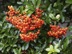 Scarlet firethorn (Pyracantha coccinea), North Rhine-Westphalia, Germany, Europe