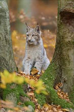 Eurasian lynx (Lynx lynx), in forest at autumn