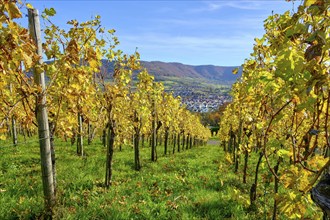 Autumn vineyard landscape on the Swabian Alb in the vineyards of Metzingen, Baden-Württemberg,