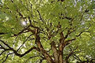 Sycamore maple (Acer pseudoplatanus), view into the tree crown with mossy branches and sunstar,