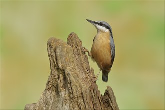 Eurasian nuthatch (Sitta europaea), sitting on a tree root, North Rhine-Westphalia, Germany, Europe