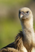 Griffon Vulture (Gyps fulvus) portrait, Castilla-La Mancha, Spain, Europe