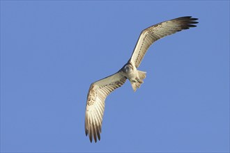 Western osprey (Pandion haliaetus), flying head-on towards photographer, Mecklenburg Lake District,