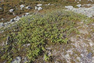 Dwarf birch (Betula nana), polar birches in the tundra, Lapland, northern Norway, Scandinavia