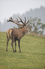 Red deer (Cervus elaphus) roaring in a mountain meadow during the rut, Allgäu, Bavaria, Germany,