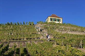 Diesbar Seußlitz vineyard