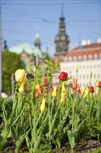 Thanks to the greening of Dresden's Postplatz, which was prompted by public protests, visitors can