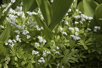 Woodruff (Asperula odorata) (Galium odoratum)