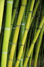 Bamboo, bamboo trunks, bamboo canes, bamboo stalks