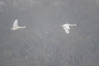 Tundra swans (Cygnus bewickii), Emsland, Lower Saxony, Germany, Europe