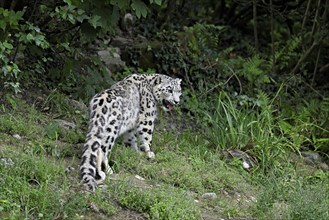 Snow leopard (Uncia uncia), captive, Switzerland, Europe