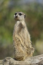 Meerkats (Suricata suricatta), alert, captive, Switzerland, Europe