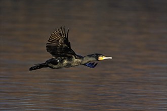 Great cormorant (Phalacrocorax carbo), in flight, Switzerland, Europe