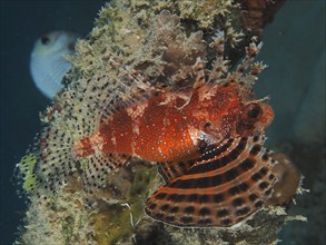 Red Sea Dwarf Lionfish (Dendrochirus hemprichi), Dive Site House Reef, Mangrove Bay, El Quesir,