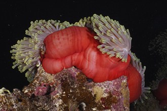 Red splendour anemone (Heteractis magnifica) at night, Dangerous Reef dive site, St Johns Reef,