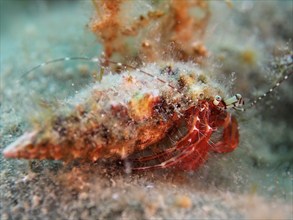 Striped hermit crab (Pagurus anachoretus) in the Mediterranean Sea. Dive site Iles Medes, L'