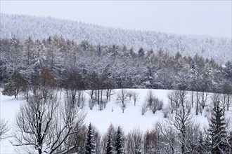 Winter landscape, Saxony, Upper Lusatia, Germany, Europe