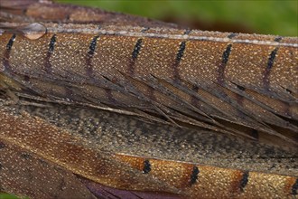 Common pheasant (Phasianus colchicus) adult male bird close up of its tail feathers covered in rain