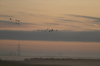 Whooper swan (Cygnus cygnus) adult birds flying over farmland at sunrise, Cambridgeshire, England,