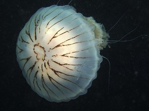 Compass jellyfish (Chrysaora hysoscella), dive site Renvyle, Co. Galway, Irish Sea, North Atlantic,