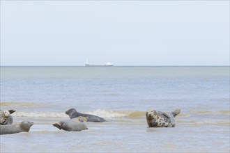 Grey (Halichoerus grypus) seal adult animals resting in the surf with a boat on the sea in the