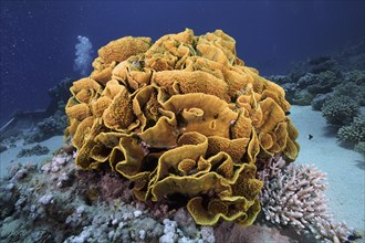 Yellow scroll coral (Turbinaria reniformis), dive site Marsa Shona Reef, Egypt, Red Sea, Africa